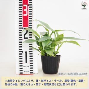 ITANSE フィロデンドロン・シルバーメタル...の詳細画像1