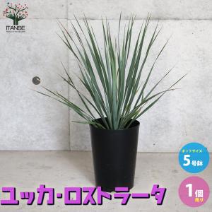 現品】ユッカ・ロストラータ 10号 茶鉢（2） : 花のアリマツ Yahoo!店