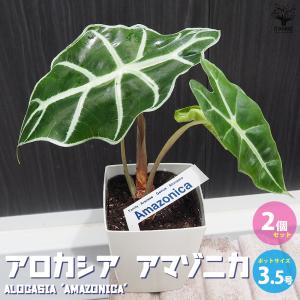 アロカシア アマゾニカ ミント バリエガータ 斑入り Alocasia x