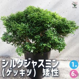 ITANSE シルクジャスミン 矮性超小葉 観葉植物 /1個売り ゲッキツ 東南アジア原産 常緑小高木 観葉植物 リビング オフィス イタンセ公式