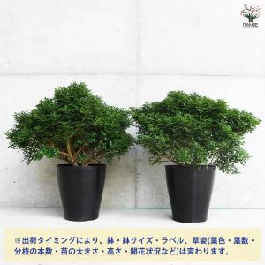 ITANSE シルクジャスミン 矮性超小葉 観...の詳細画像2