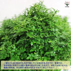 ITANSE シルクジャスミン 矮性超小葉 観...の詳細画像4