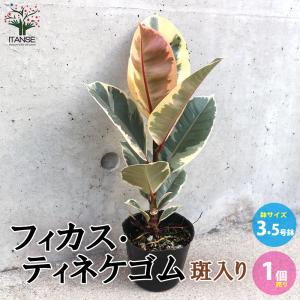 カシワバゴム（フィカス・リラータ）斑入り 3号ポット Ficus lyrata