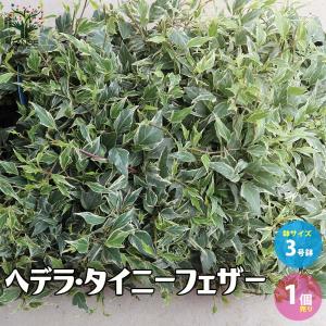 ITANSE レモン苗 シークワーサー(ヒラミレモン) 果樹苗 9cmポット 2個
