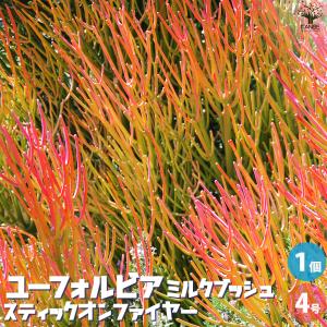 多肉植物）一点物 ユーフォルビア ガトベルゲンシス 3．5号（1鉢