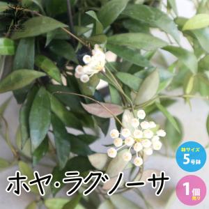 おしゃれ 観葉植物 多肉植物：ホヤ グラブラ*吊り鉢 : 遊恵盆栽 Yahoo