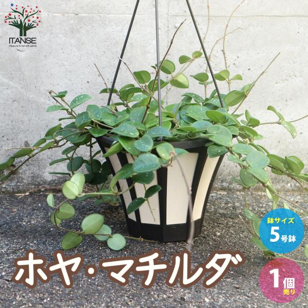 ITANSE ホヤ(桜ラン) ・マチルダ 観葉植物 リビングやオフィス向きサイズ 吊鉢5号鉢 1個売...