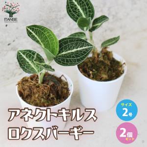 特選品の3株入りで葉も綺麗なストレチア（極楽鳥花）8号鉢 ITANSE ストレリチア レギネ(極楽鳥花) 観葉植物 8号鉢/1個売り 観葉