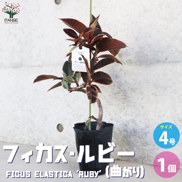 ITANSE フィカス ルビー 曲がり仕立て 観葉植物 4号 1個売り 人気 観葉植物 おしゃれ イ...