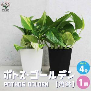 【現品】ユーフォルビア・ゴルゴニス（金輪際）　3.5号　黒鉢（1） 現品】ユーフォルビア・ゴルゴニス（金輪際） 3.5号 黒鉢（1） : 花の