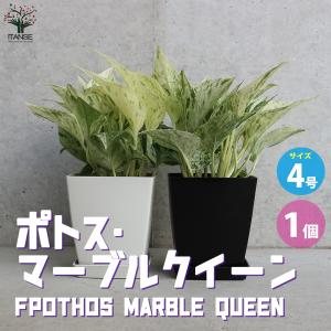 現品】ユーフォルビア・ゴルゴニス（金輪際） 3.5号 黒鉢（1） : 花の