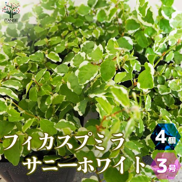 フィカス プミラ サニーホワイト(斑入り) 観葉植物 3号ポット お買い得4個セット 人気 観葉植物...