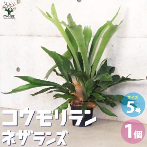 観葉植物 コウモリラン ネザーランド 5号吊り鉢 H50cm ビカクシダ