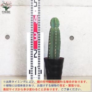 柱サボテン 鬼面閣(キメンカク) 観葉植物 4...の詳細画像1