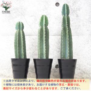 柱サボテン 鬼面閣(キメンカク) 観葉植物 4...の詳細画像2