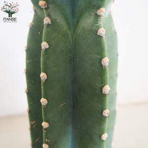 柱サボテン 鬼面閣(キメンカク) 観葉植物 4...の詳細画像3
