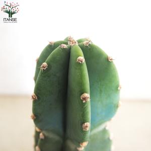 柱サボテン 鬼面閣(キメンカク) 観葉植物 4...の詳細画像4