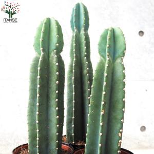 柱サボテン 鬼面閣(キメンカク) 観葉植物 4...の詳細画像5