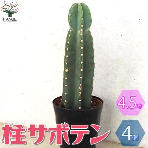 柱サボテン 鬼面閣(キメンカク) 観葉植物 4.5号鉢 1個売り 人気