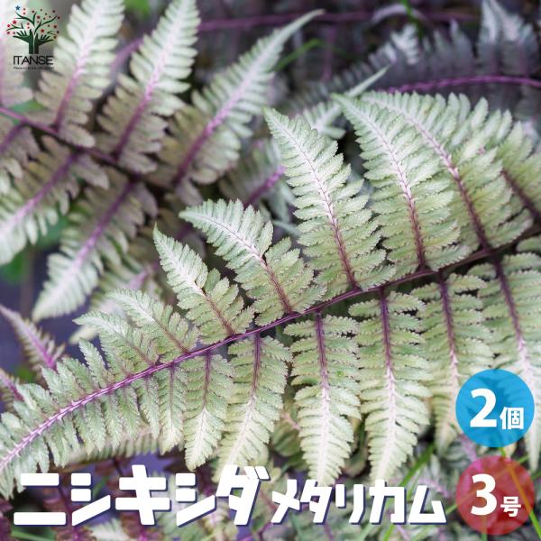 ニシキシダ メタリカム 観葉植物 3号ポット お買い得2個セット 人気 観葉植物 おしゃれ インテリ...