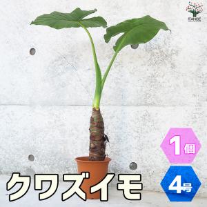 クワズイモ 観葉植物 4号ポット 1個売り 人気 観葉植物 おしゃれ インテリア 観賞 送料無料｜itanse