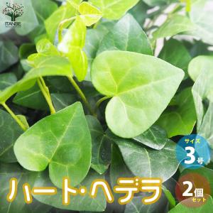 ITANSE ハートヘデラ 観葉植物 3号ポット お買い得2個セット 人気 観葉植物 おしゃれ インテリア 観賞 送料無料 イタンセ公式｜itanse