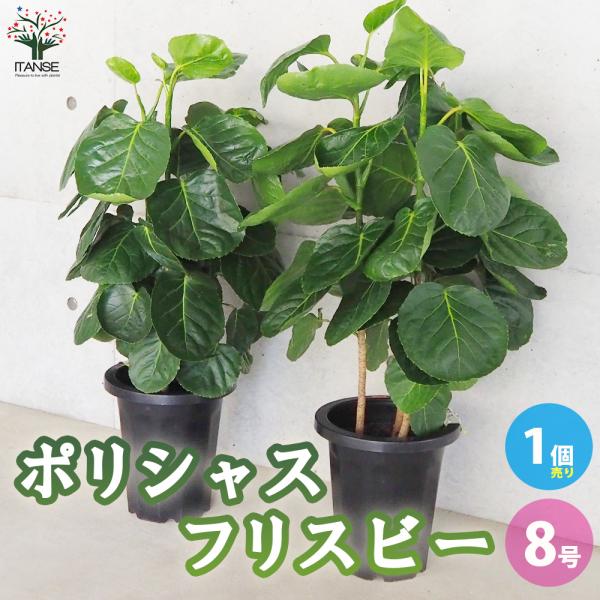 ITANSE ポリシャス フリスビー 観葉植物 8号鉢 1個売り 人気 観葉植物 おしゃれ インテリ...