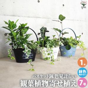 ITANSE ストレリチア レギネ(極楽鳥花) 観葉植物 8号鉢/1個売り 観葉