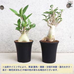 ITANSE アデニウム アラビクム(アラビカ...の詳細画像2