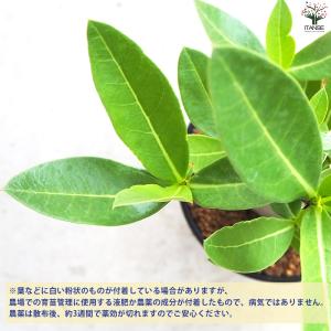 ITANSE アデニウム アラビクム(アラビカ...の詳細画像4