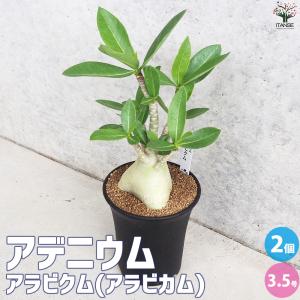 ITANSE アデニウム アラビクム(アラビカム) 観葉植物 3.5号鉢Mサイズ/お買い得2個セット リビング オフィス イタンセ公式