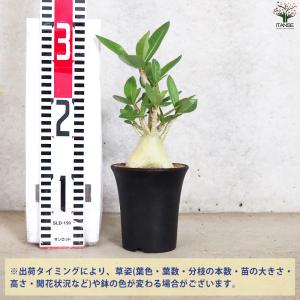 ITANSE アデニウム アラビクム(アラビカ...の詳細画像1