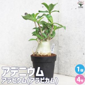 極矮性】 シルクジャスミン（ゲッキツ） 4寸鉢植え : 日本花卉ガーデン