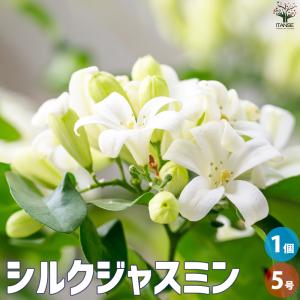 極矮性】 シルクジャスミン（ゲッキツ） 4寸鉢植え : 日本花卉ガーデン