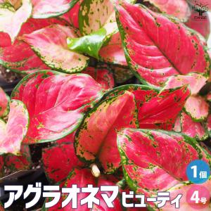 ワンダエ ドワーフ アンド カーリング 4 P.wandae 'Dwarf & Curling