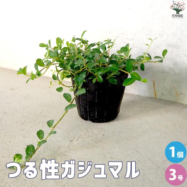 ITANSE つる性ガジュマル 観葉植物 3号ポット/1個売り 観葉 つる性 フィカス シャングリア...