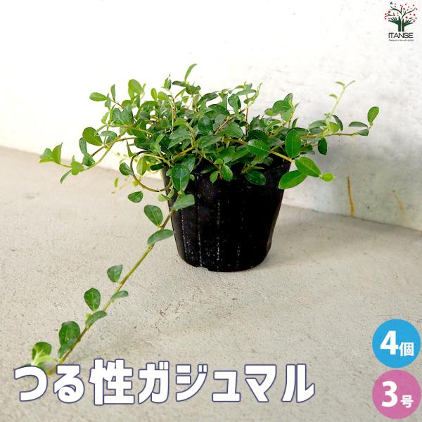 ITANSE つる性ガジュマル 観葉植物 3号ポット/お買い得4個セット 観葉 つる性 フィカス シ...