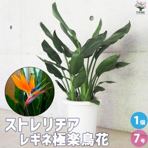 ITANSE ストレリチア レギネ 極楽鳥花 観葉植物 7号鉢/1個売り 観葉 ガーデニング インテリア イタンセ公式
