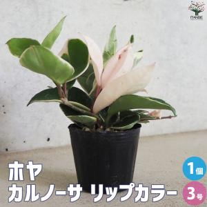 ITANSE ホヤ (桜ラン) カルノーサ リップカラー 観葉植物 3号ポット/1個売り 観葉 インテリア イタンセ公式｜itanse