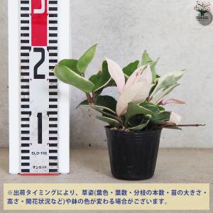 ITANSE ホヤ (桜ラン) カルノーサ リ...の詳細画像1
