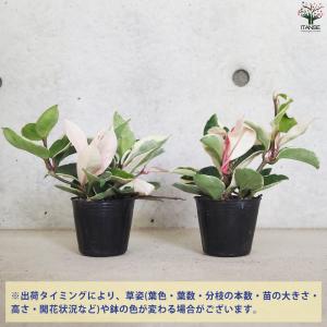 ITANSE ホヤ (桜ラン) カルノーサ リ...の詳細画像2