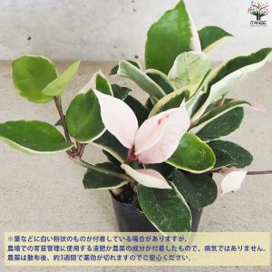 ITANSE ホヤ (桜ラン) カルノーサ リ...の詳細画像3