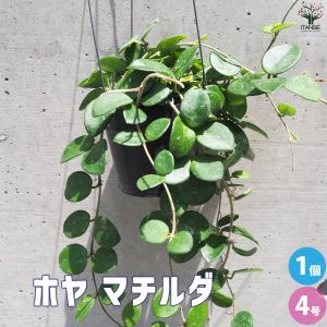 ITANSE ホヤ (桜ラン) マチルダ 観葉植物 吊鉢4号鉢/1個売り 観葉 インテリア イタンセ公式