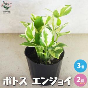 ITANSE ポトス エンジョイ 観葉植物 3号ポット/お買い得2個セット 観葉 インテリア インテリアグリーン イタンセ公式