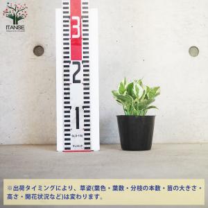 ITANSE ポトス エンジョイ 観葉植物 3...の詳細画像1
