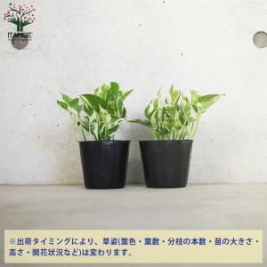 ITANSE ポトス エンジョイ 観葉植物 3...の詳細画像2