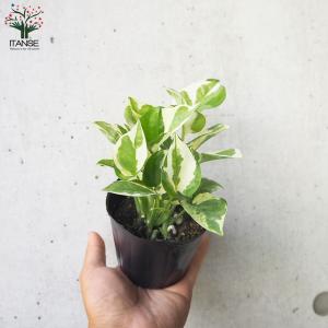 ITANSE ポトス エンジョイ 観葉植物 3...の詳細画像4