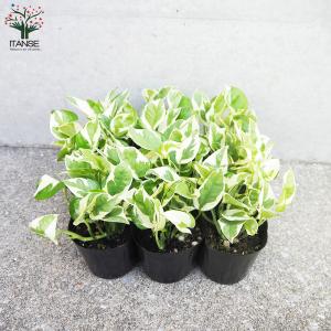 ITANSE ポトス エンジョイ 観葉植物 3...の詳細画像5