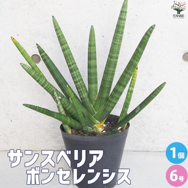 ITANSE サンスベリア ボンセレンシス 観葉植物 6号鉢/1個売り リビング オフィス 事務所 ...