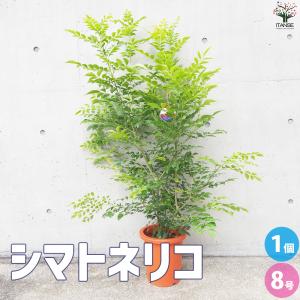 ドラセナ ジェイドジュエル 観葉植物 8号鉢/1個売り リュウゼツラン